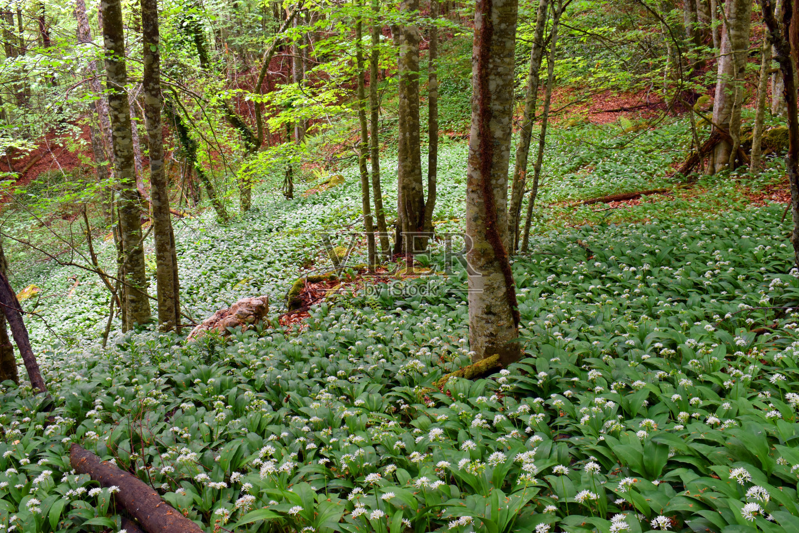 山毛榉林中开花的野生大蒜(Allium ursinum)照片摄影图片
