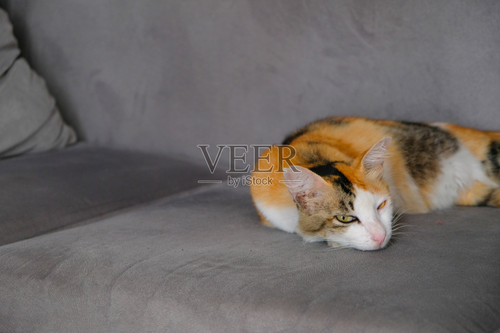 一只虎斑猫睡在沙发上，感觉很放松照片摄影图片