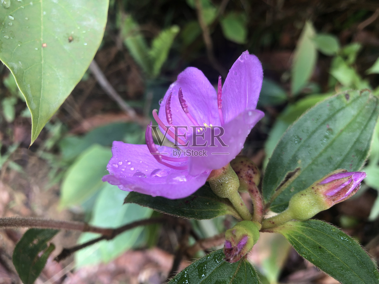 一阵五彩缤纷的野花生长照片摄影图片