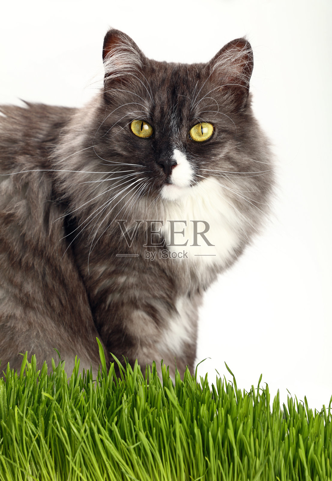 草地上的猫特写照片摄影图片