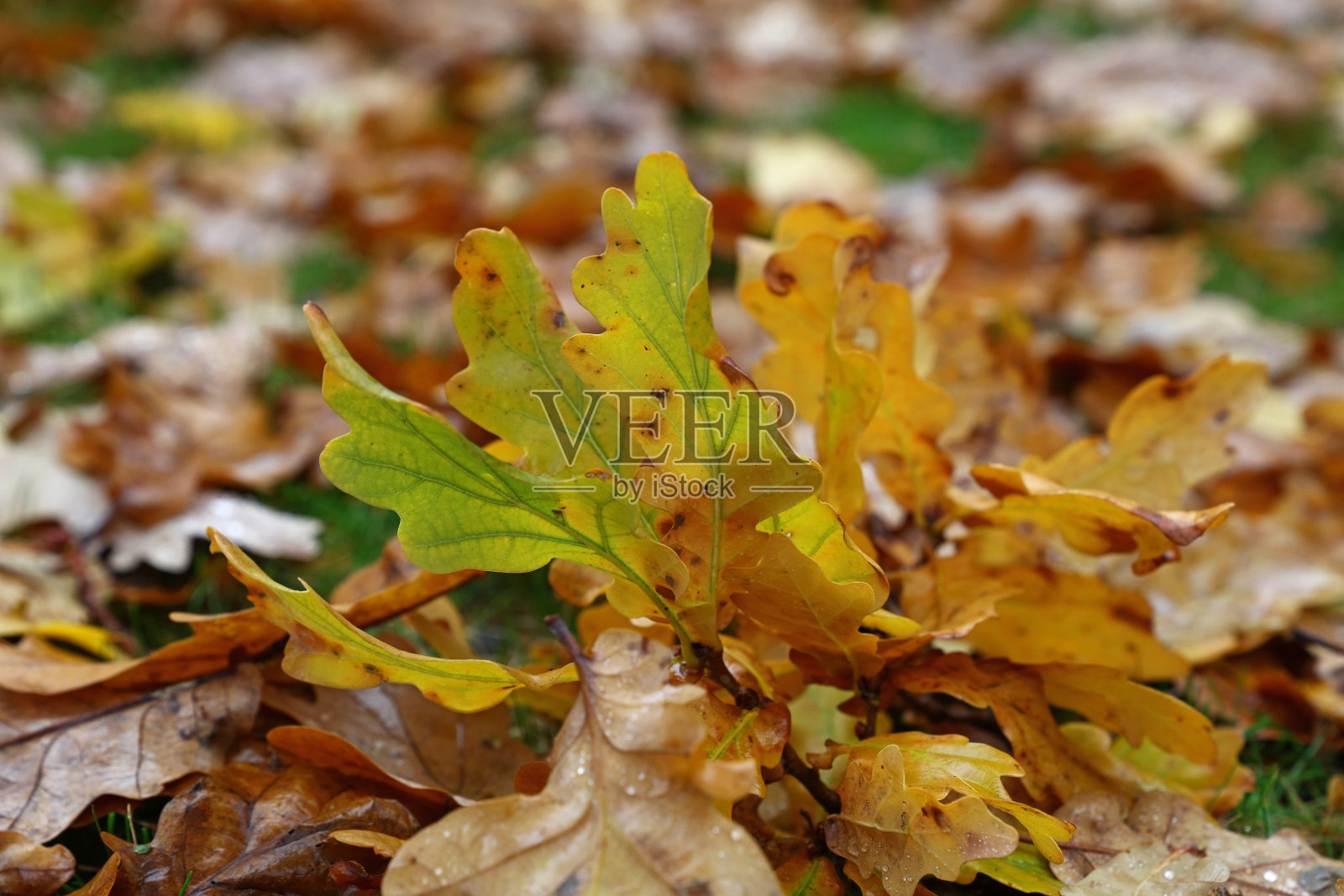 秋天落在田野上的干橡树叶照片摄影图片