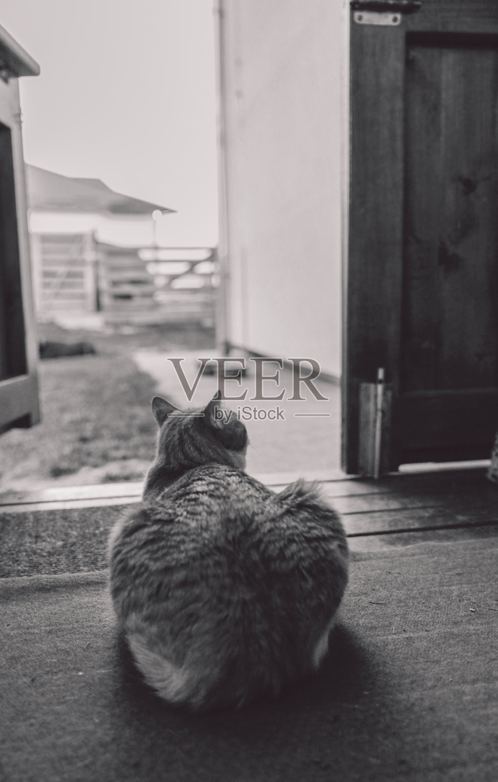 猫坐在门口的高角度视角照片摄影图片