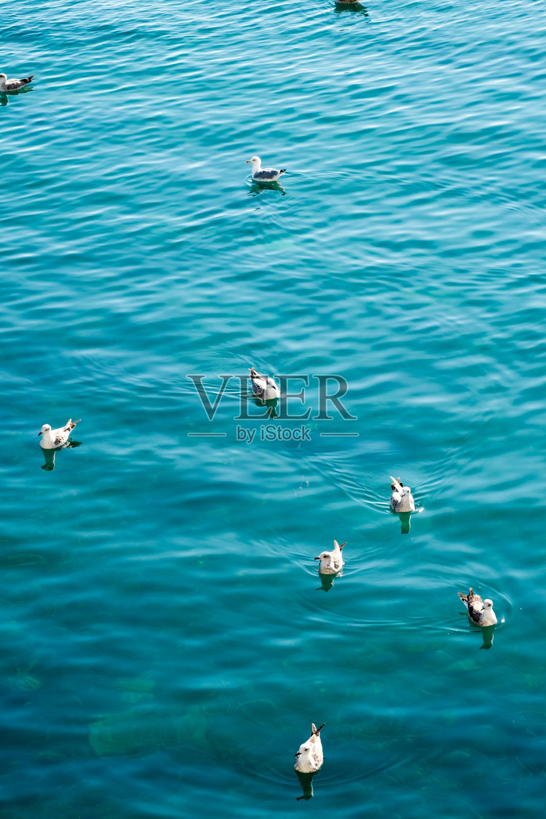 海鸥在海中游泳的高视角照片摄影图片