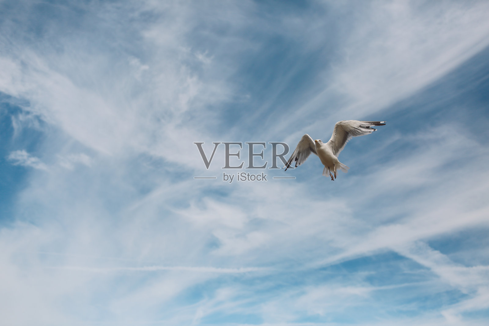 海鸥逆天飞行的低角度视图照片摄影图片