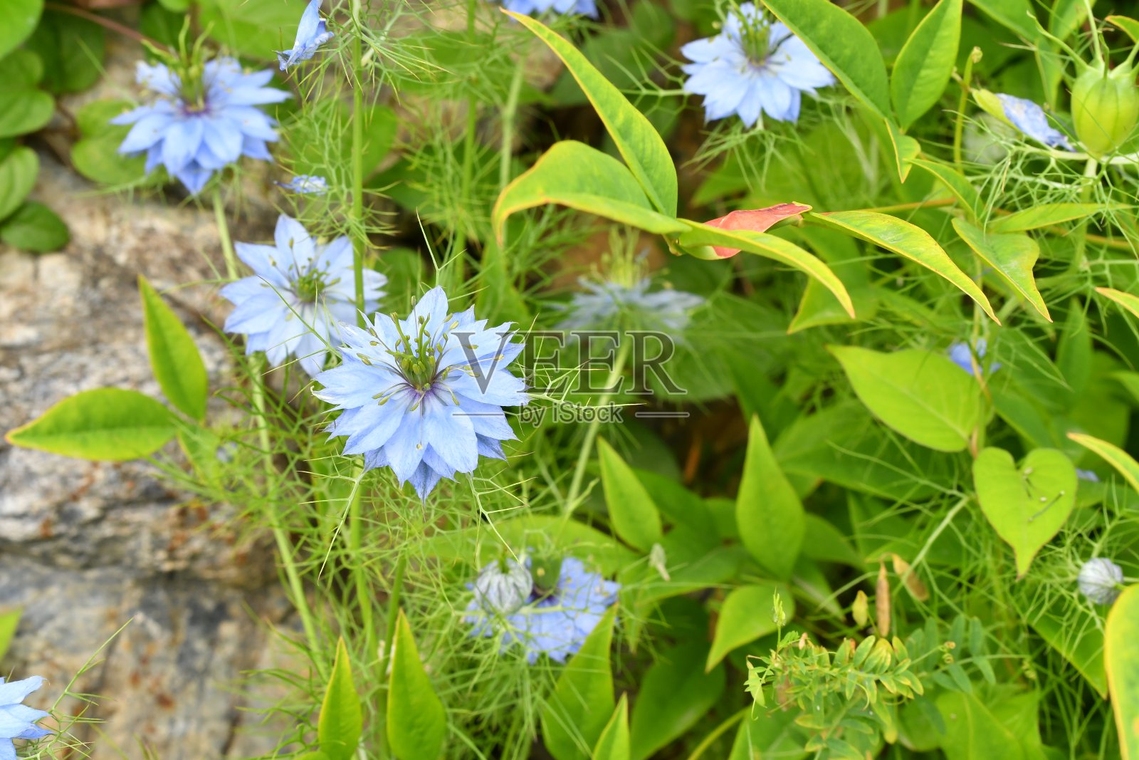 黑种草花照片摄影图片