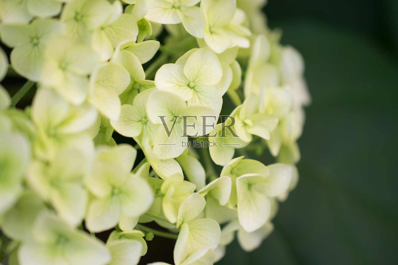 户外拍摄的美丽绣球花。照片摄影图片