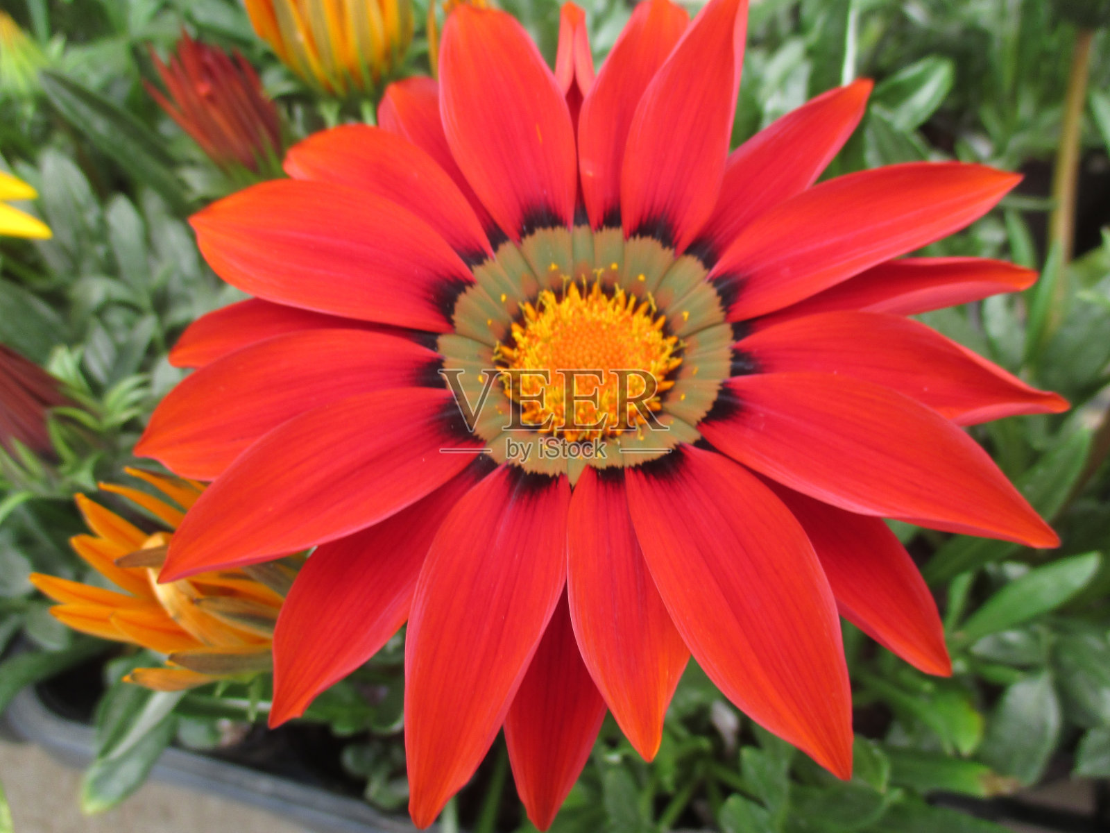 鲜艳的红色栀子花，在春天的花坛里美丽地盛开照片摄影图片