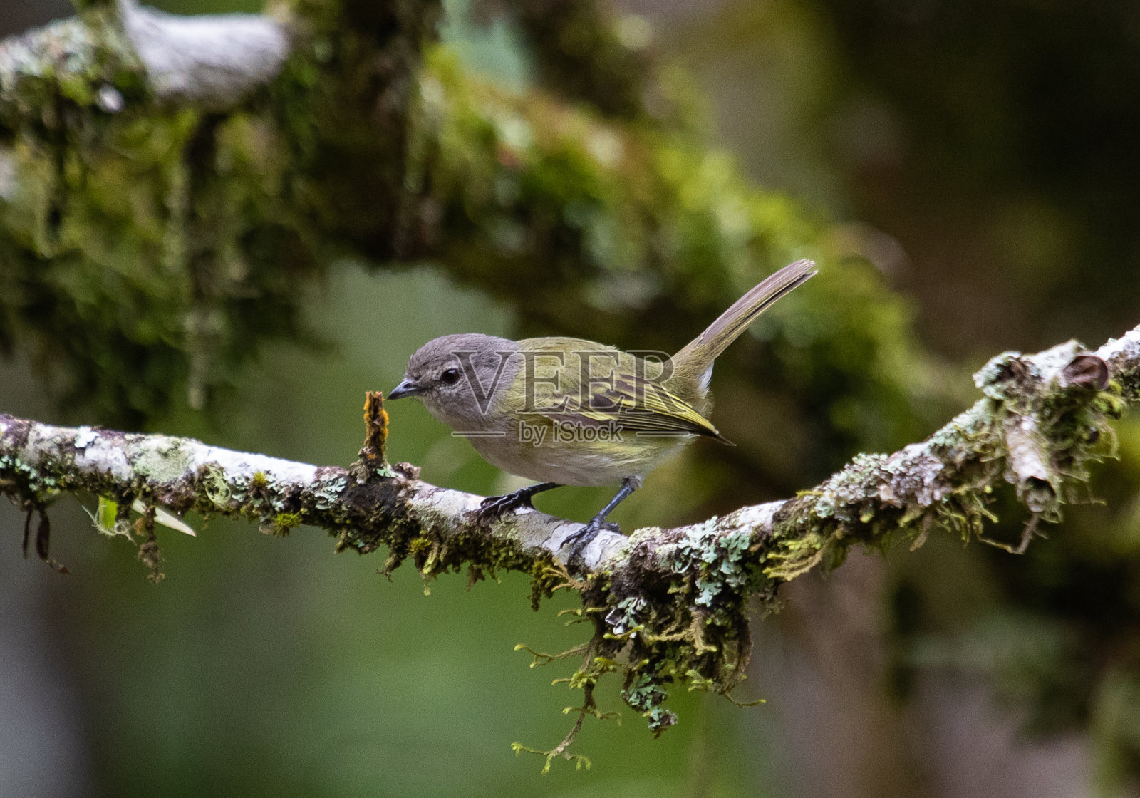 小鸟栖息照片摄影图片