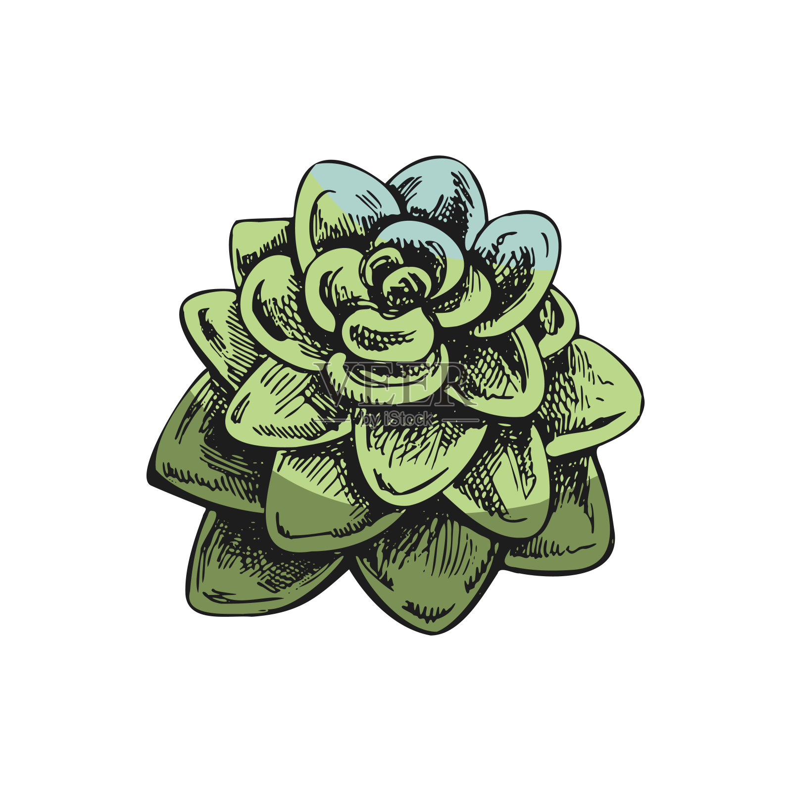 手绘彩色矢量草图的多肉。白色元素被隔离在黑板背景上。的插图。用于标签、包装和明信片设计的元素。插画图片素材