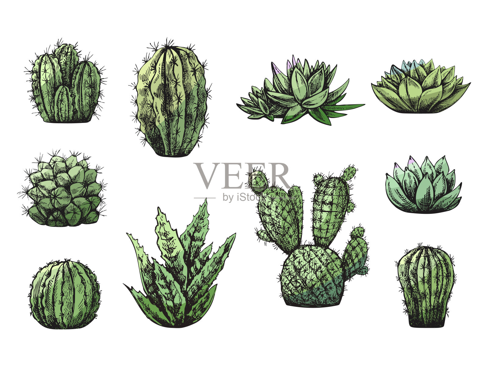 矢量集手绘草图的绿色仙人掌和多肉植物。孤立的设计元素。的插图。标签，包装和明信片的设计元素。插画图片素材