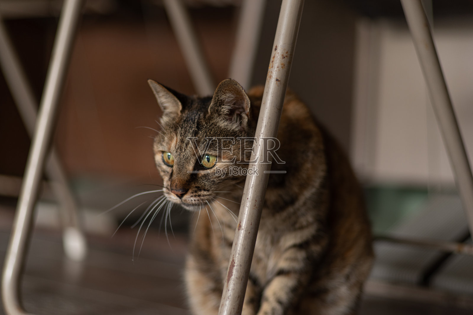 盯着猫照片摄影图片