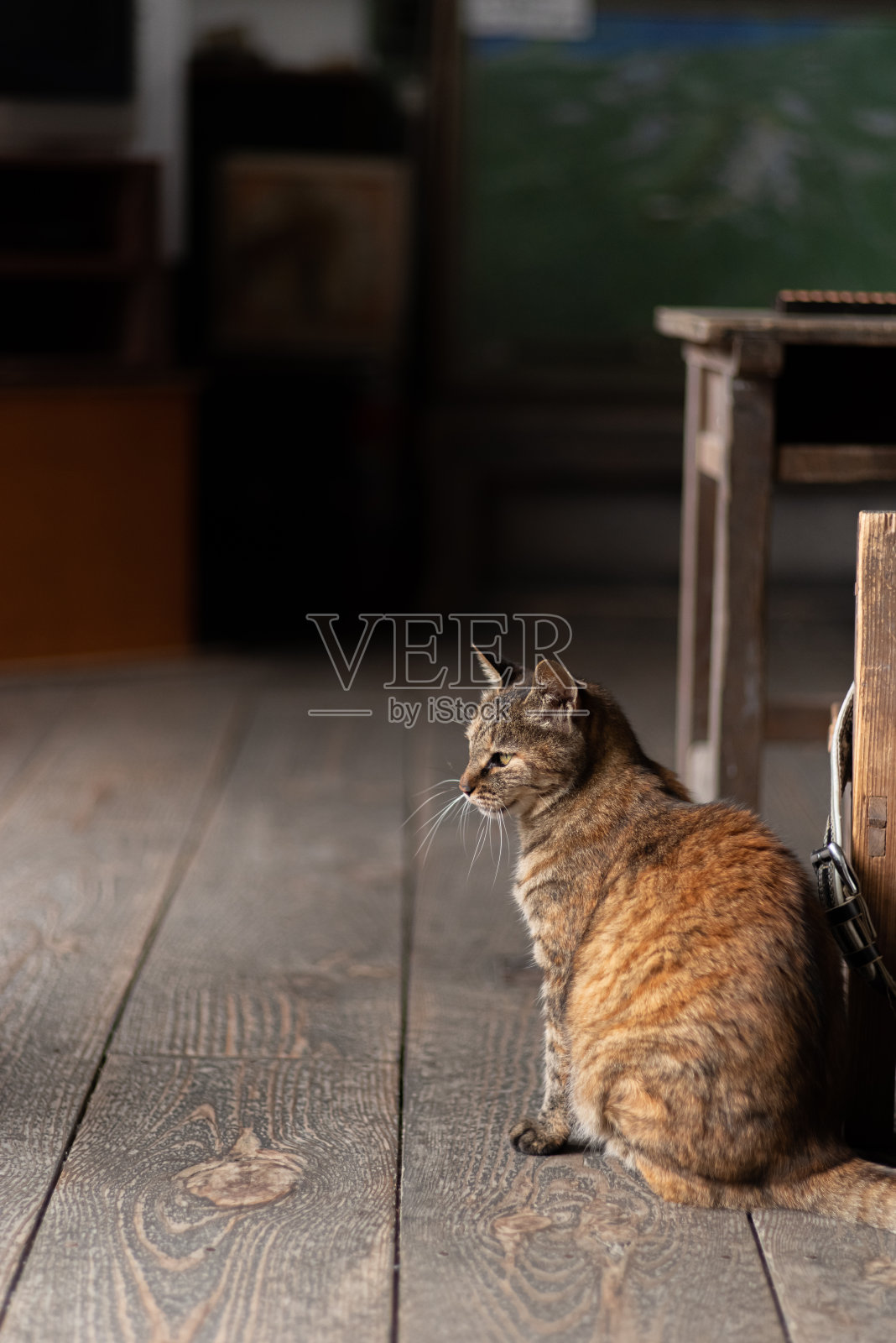 盯着猫照片摄影图片