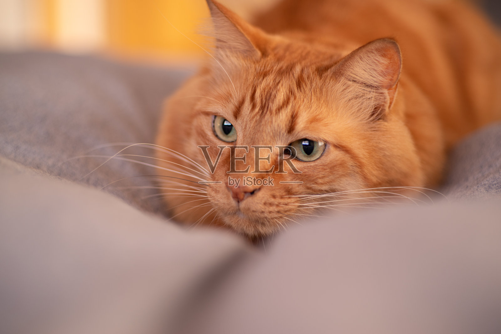 盯着猫照片摄影图片