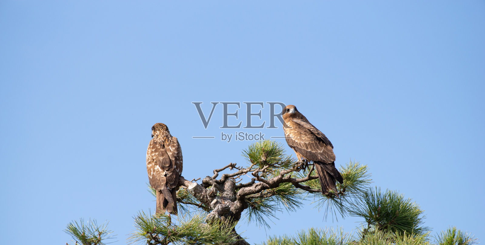 一只黑色的风筝停在树上照片摄影图片