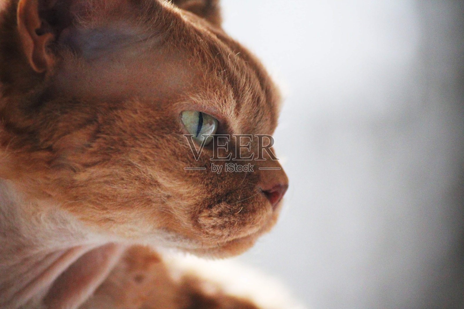 德文雷克斯猫妮妮特的肖像照片摄影图片