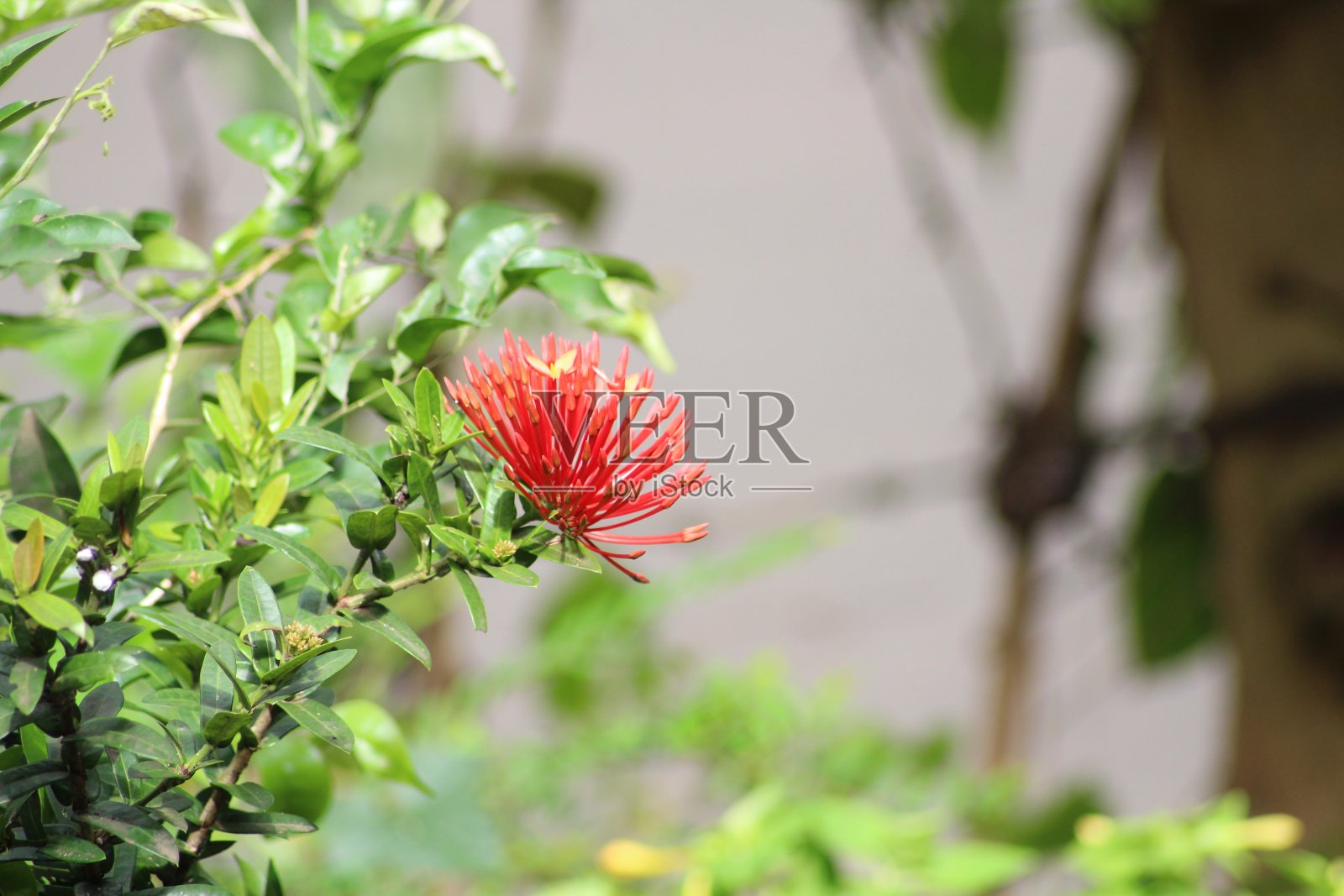 丛林天竺葵照片摄影图片