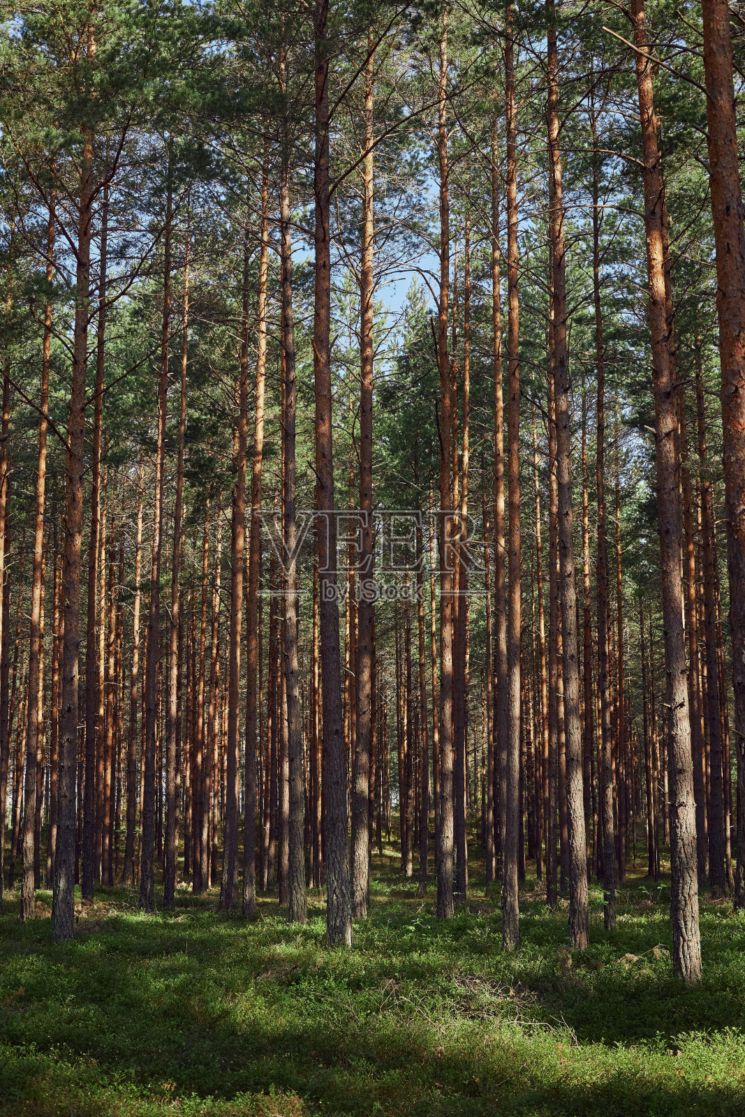 树照片摄影图片