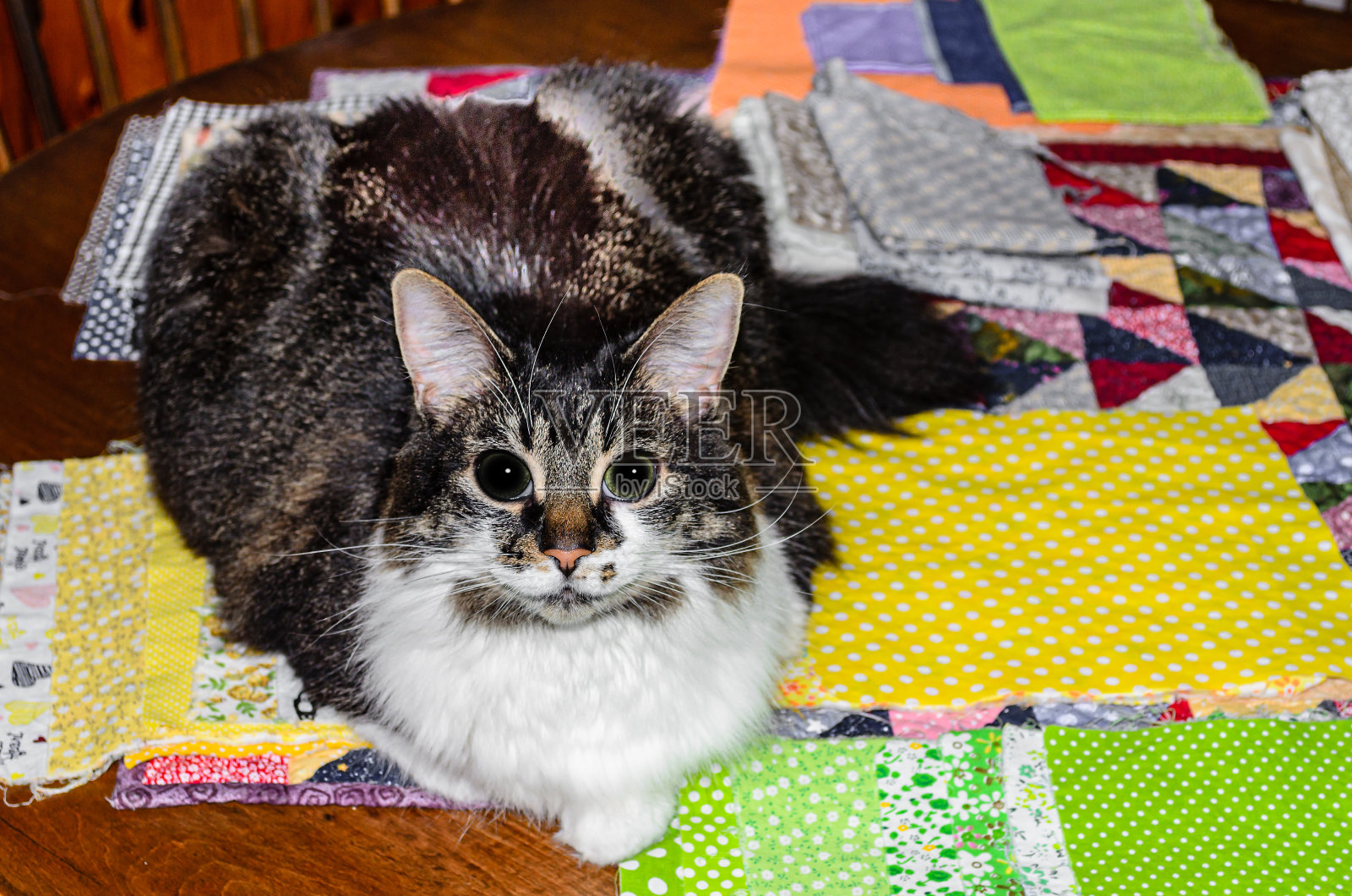 宠物猫躺在布片上照片摄影图片