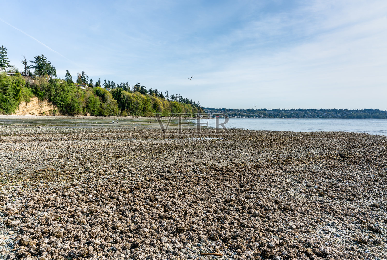 华盛顿公园海岸线照片摄影图片