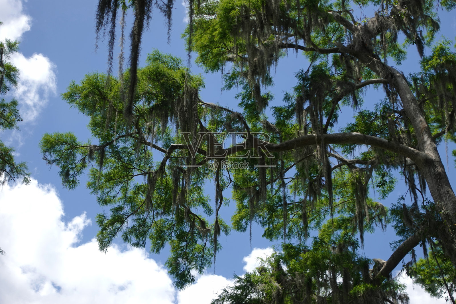 柏树、西班牙苔藓和蓝天照片摄影图片