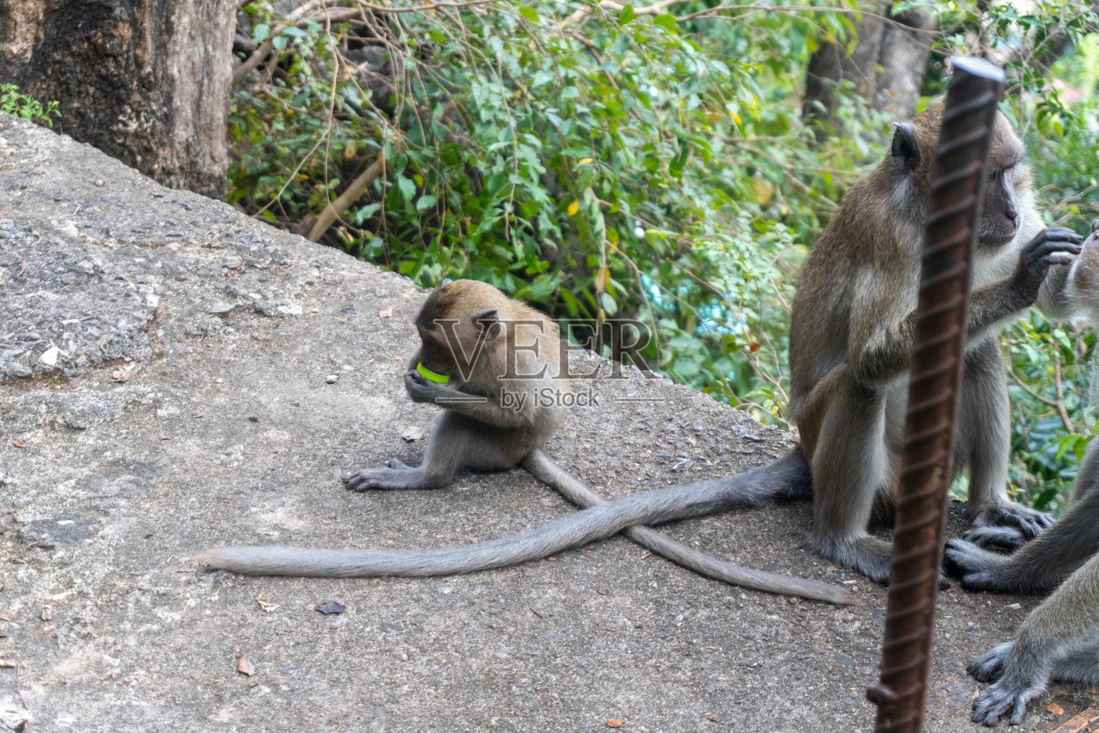 泰国甲米，小猴子在玩塑料瓶盖照片摄影图片