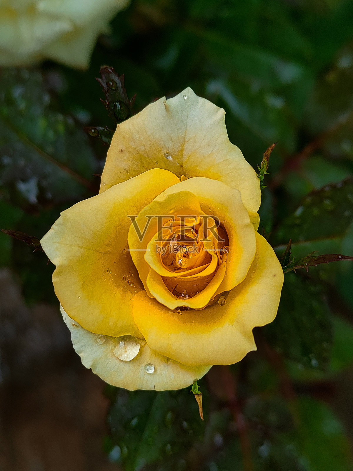 玫瑰照片摄影图片