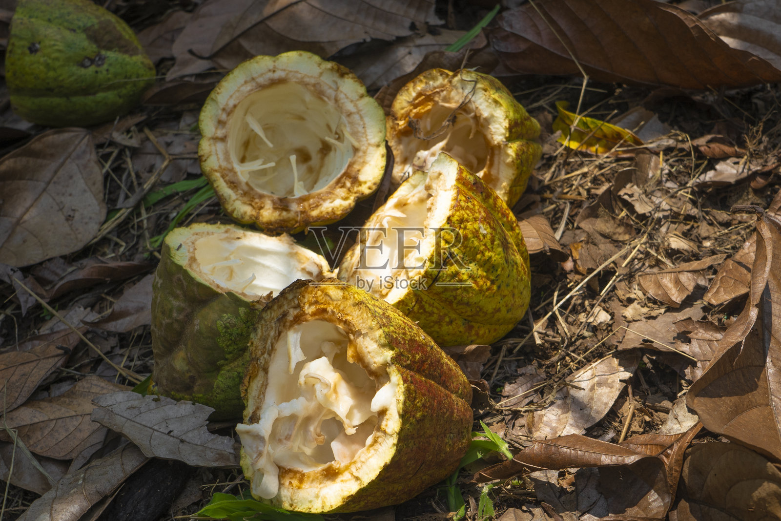 新鲜可可切块，露出可可粒照片摄影图片