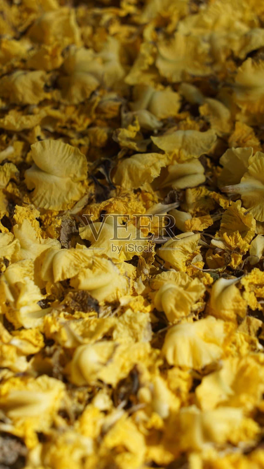 缅甸红木上的黄花照片摄影图片