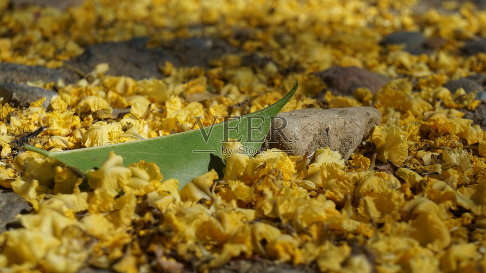 缅甸红木上的黄花照片摄影图片