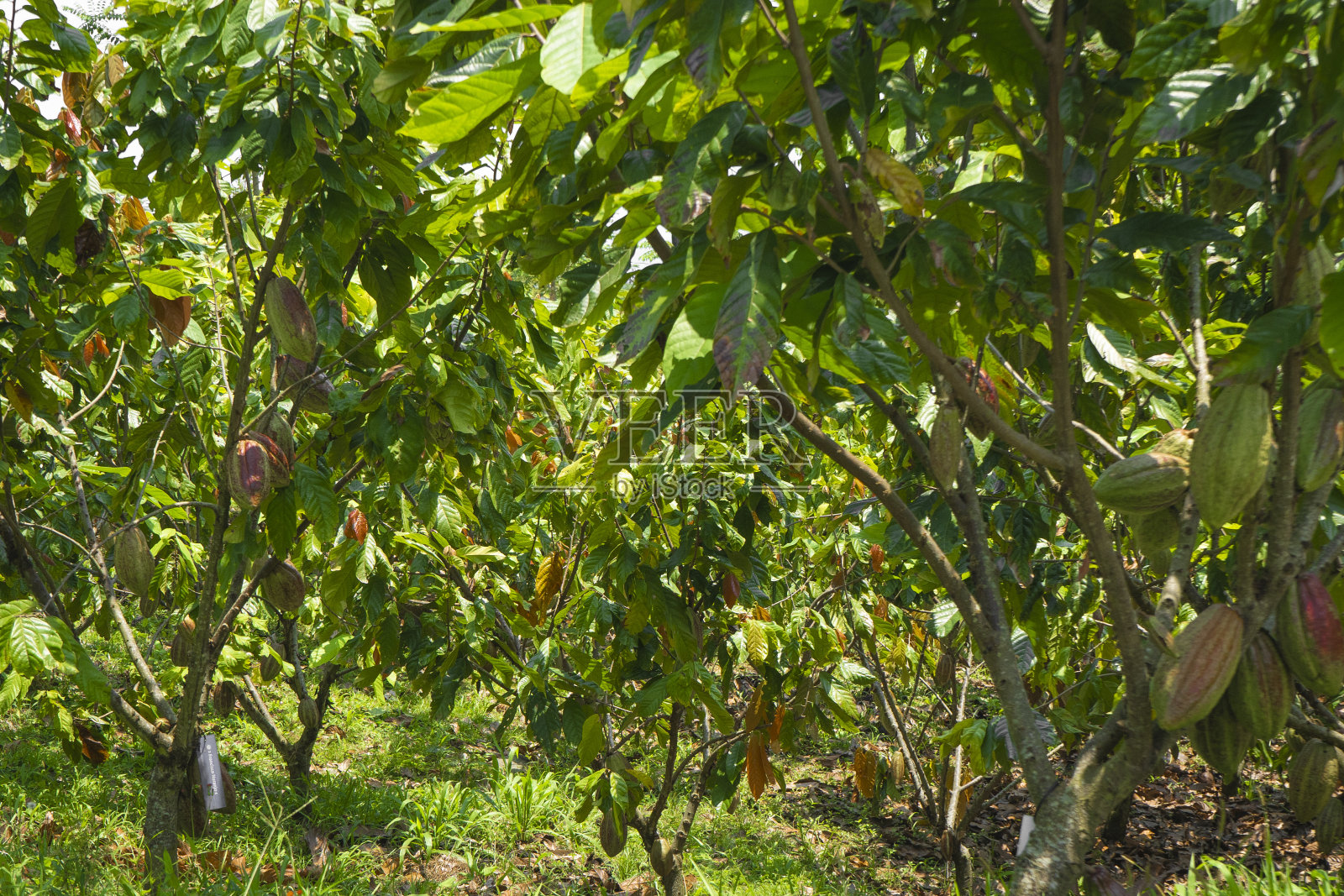 可可树是可可树或可可树的学名照片摄影图片