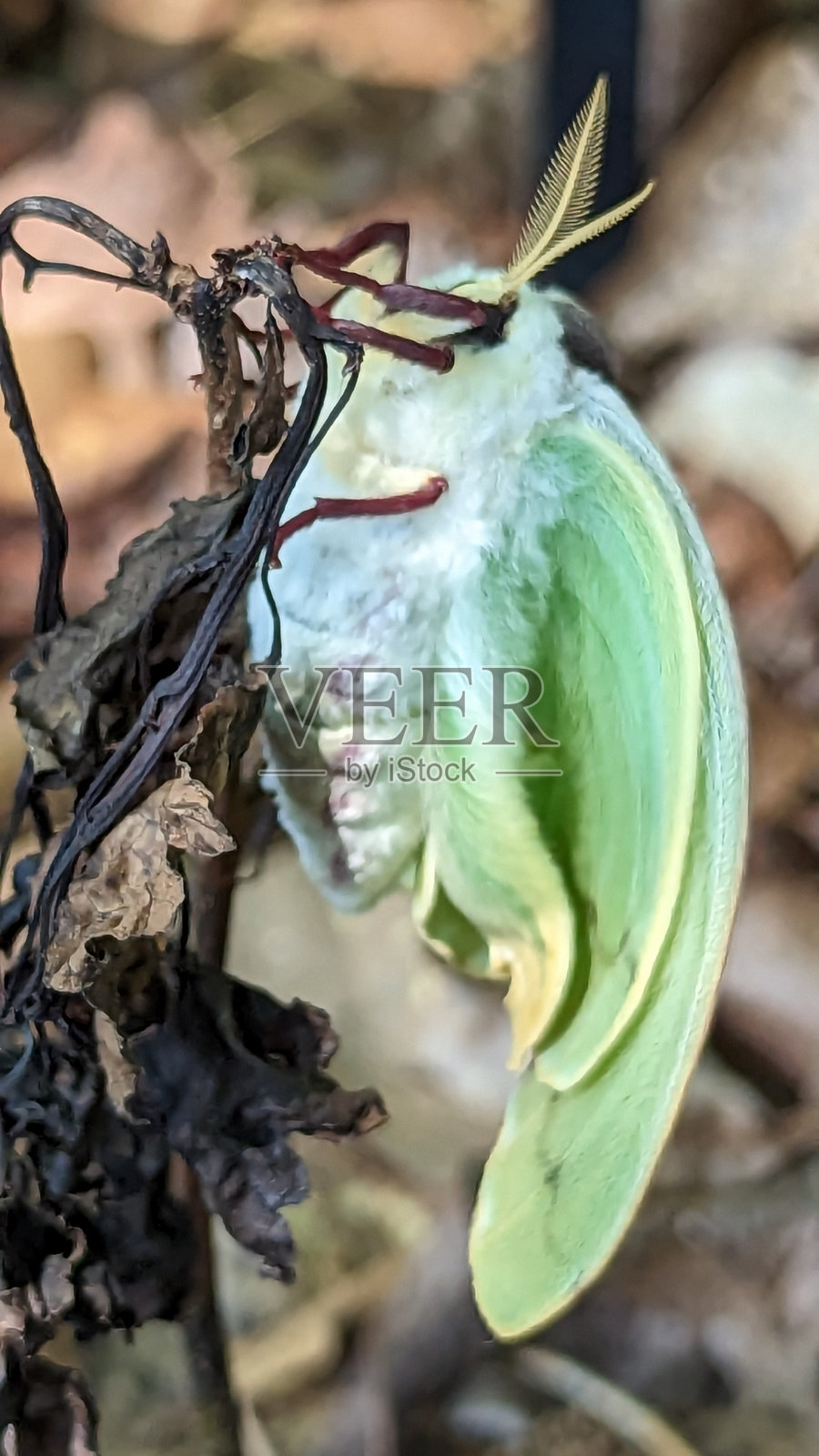 蛾照片摄影图片