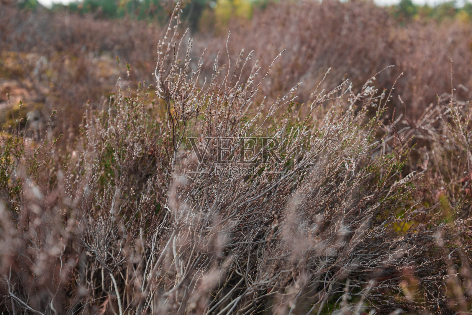干草，苔藓和灌木在松散和杜伊南国家公园照片摄影图片