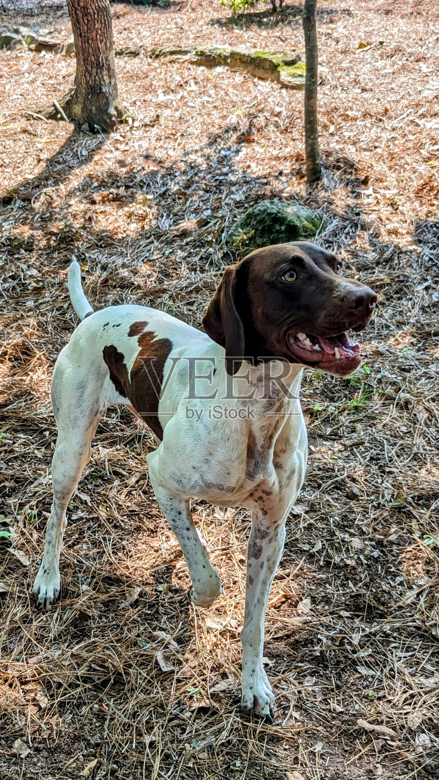 德国短毛指示犬照片摄影图片