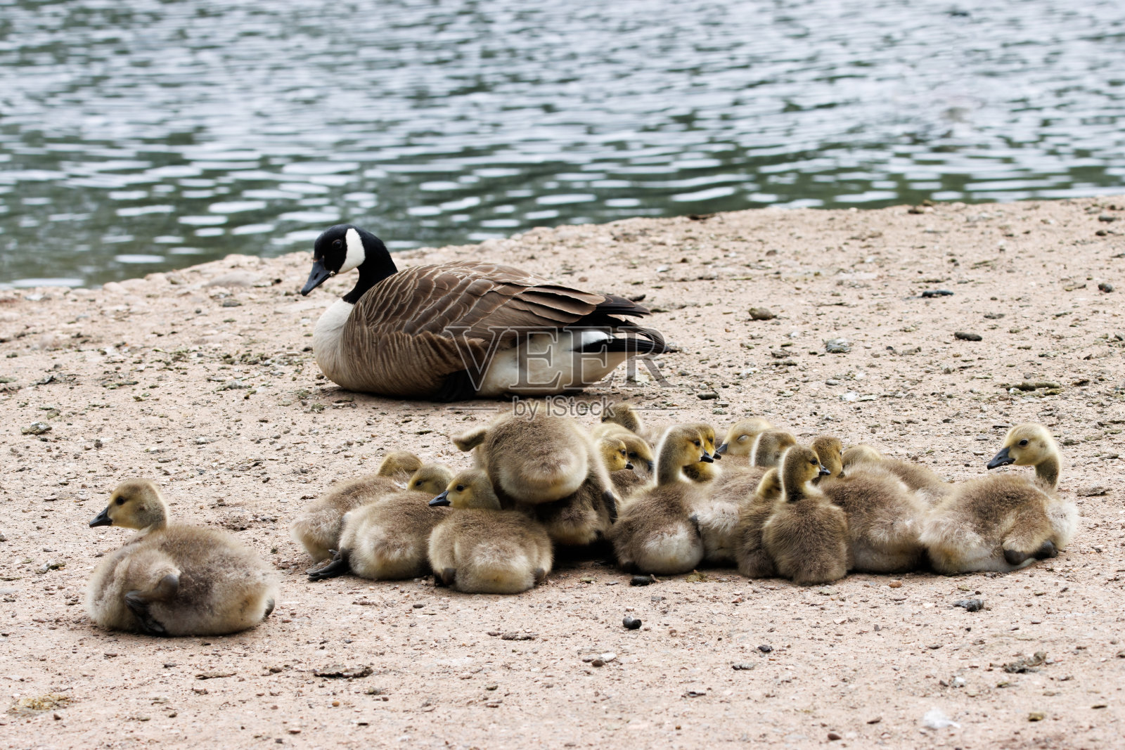 鹅妈妈照片摄影图片