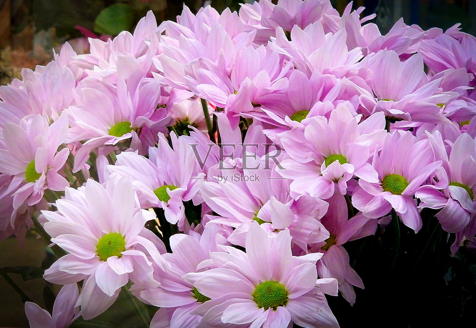 一束花作为艺术家的背景照片摄影图片