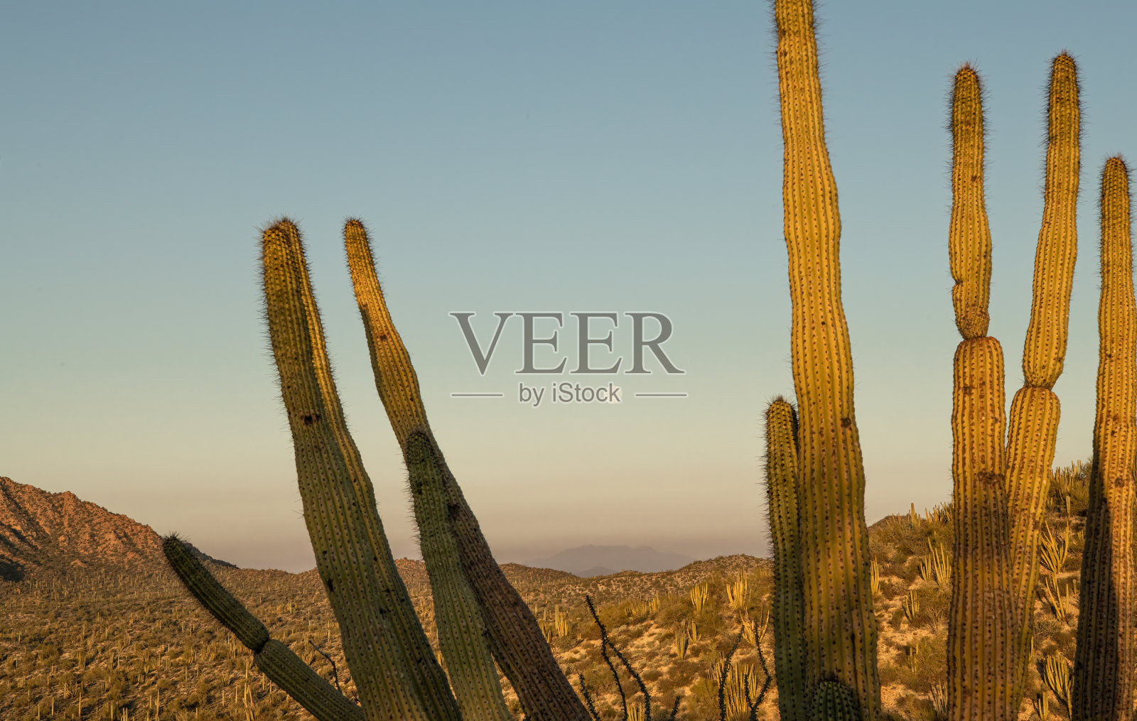 沙漠风琴管仙人掌在日出剪影照片摄影图片