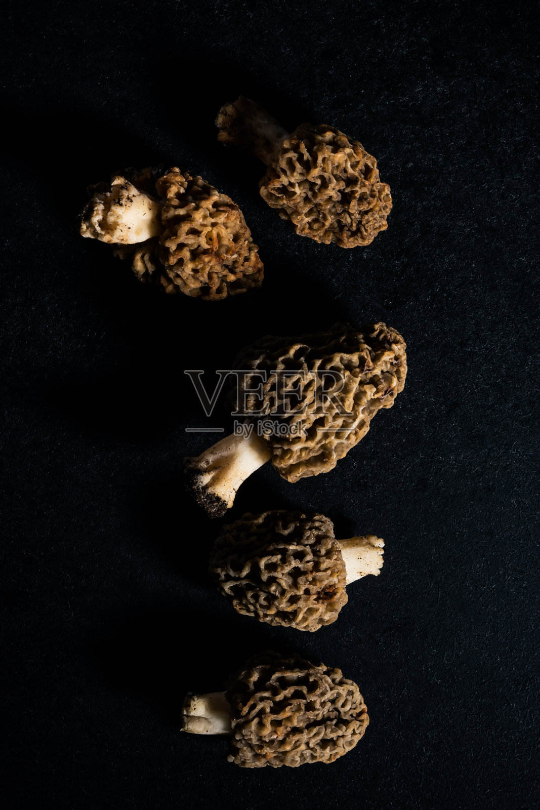 野生羊肚菌。照片摄影图片