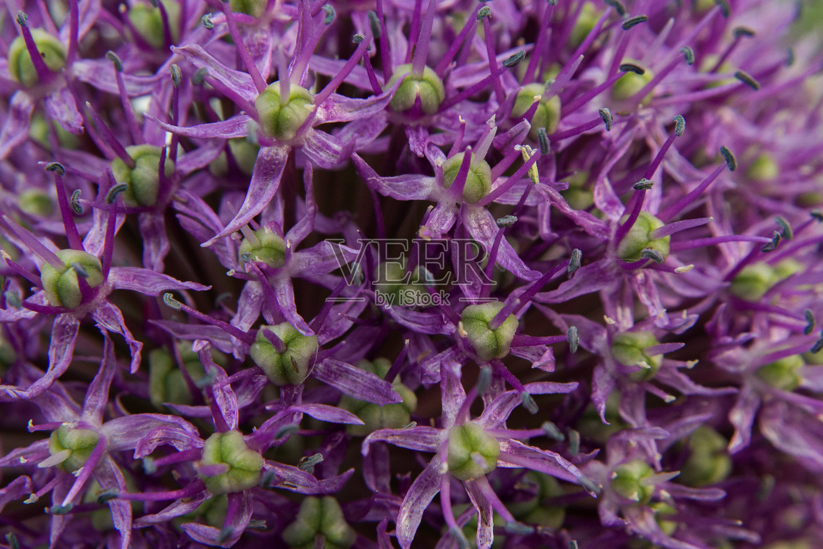 野生洋葱花在模糊的自然背景上。春天的背景。特写镜头照片摄影图片