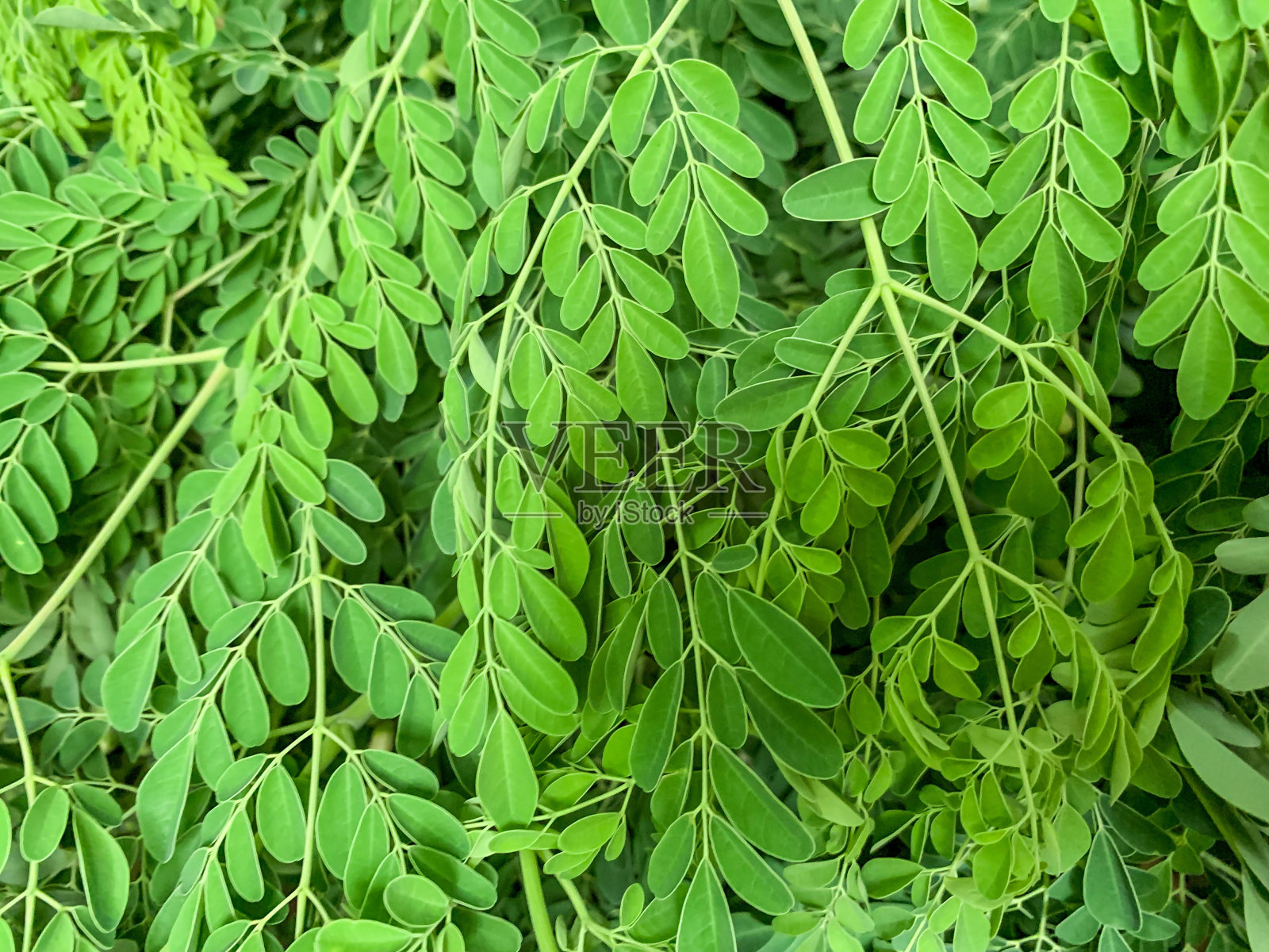 辣木或鸡腿叶，蔬菜草本。照片摄影图片
