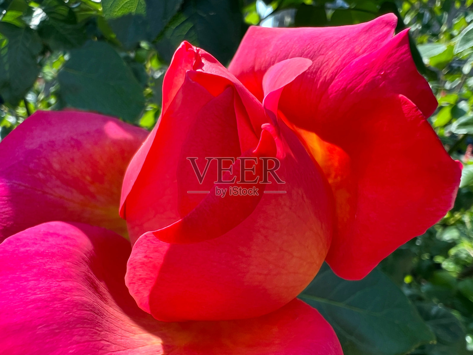 玫瑰花的花瓣鲜红粉红色。照片摄影图片