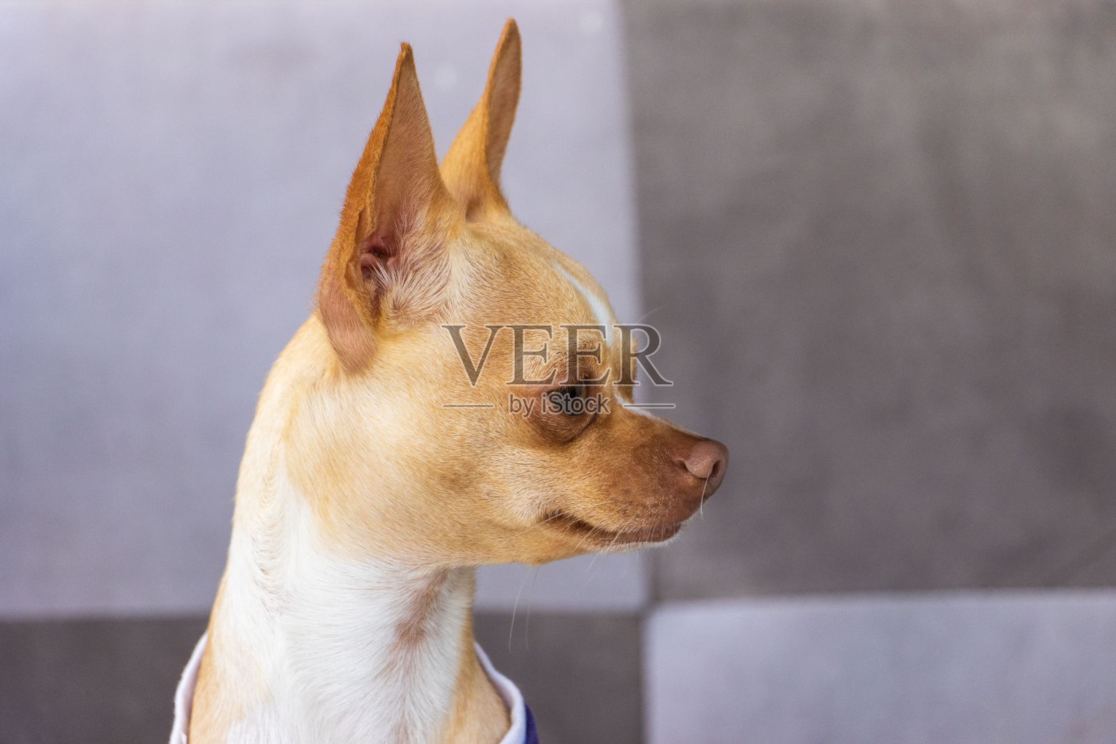 可爱的吉娃娃站在人行道上看着旁边照片摄影图片