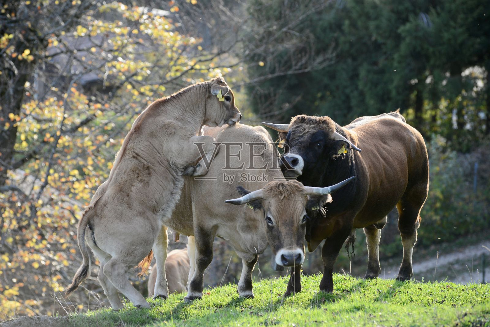 田园风光，三头牛聚集在树木和灌木环绕的茂盛草地上照片摄影图片