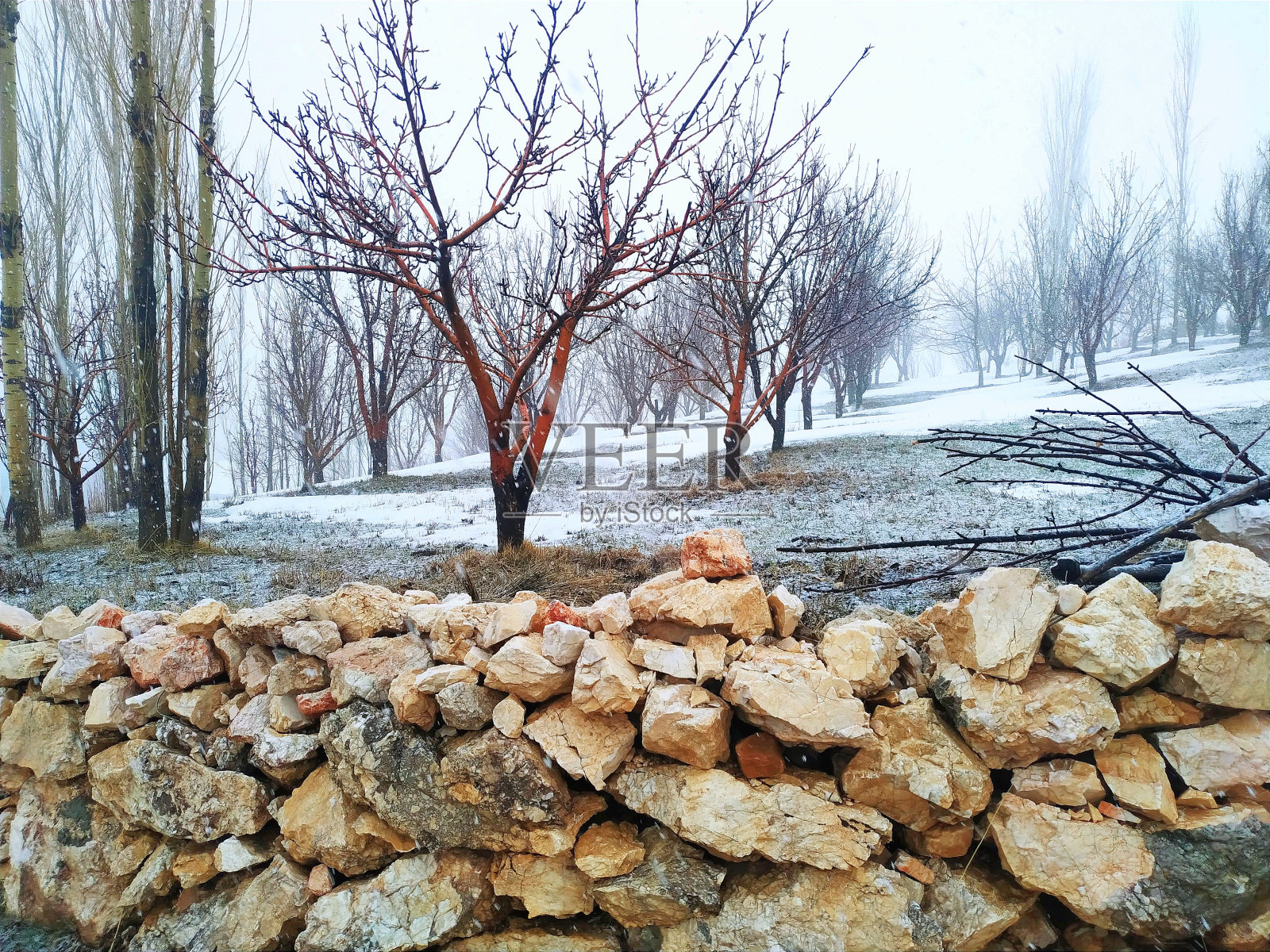 的春天照片摄影图片