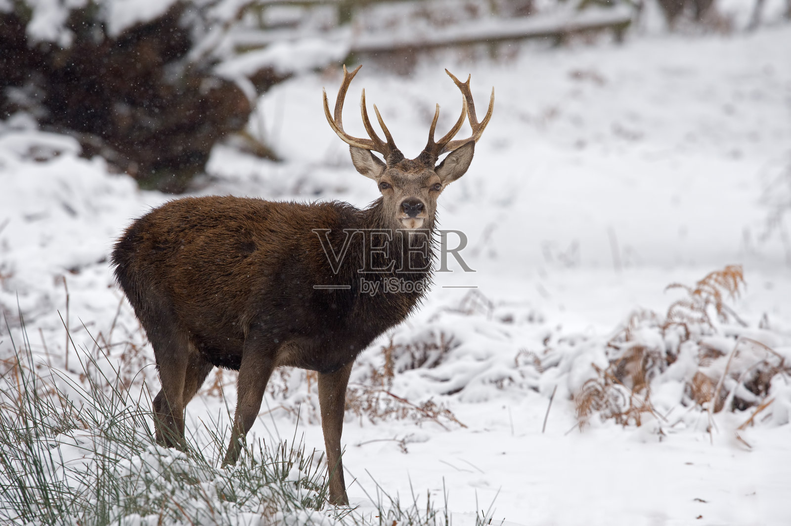 赤鹿(Cervus elaphus)照片摄影图片