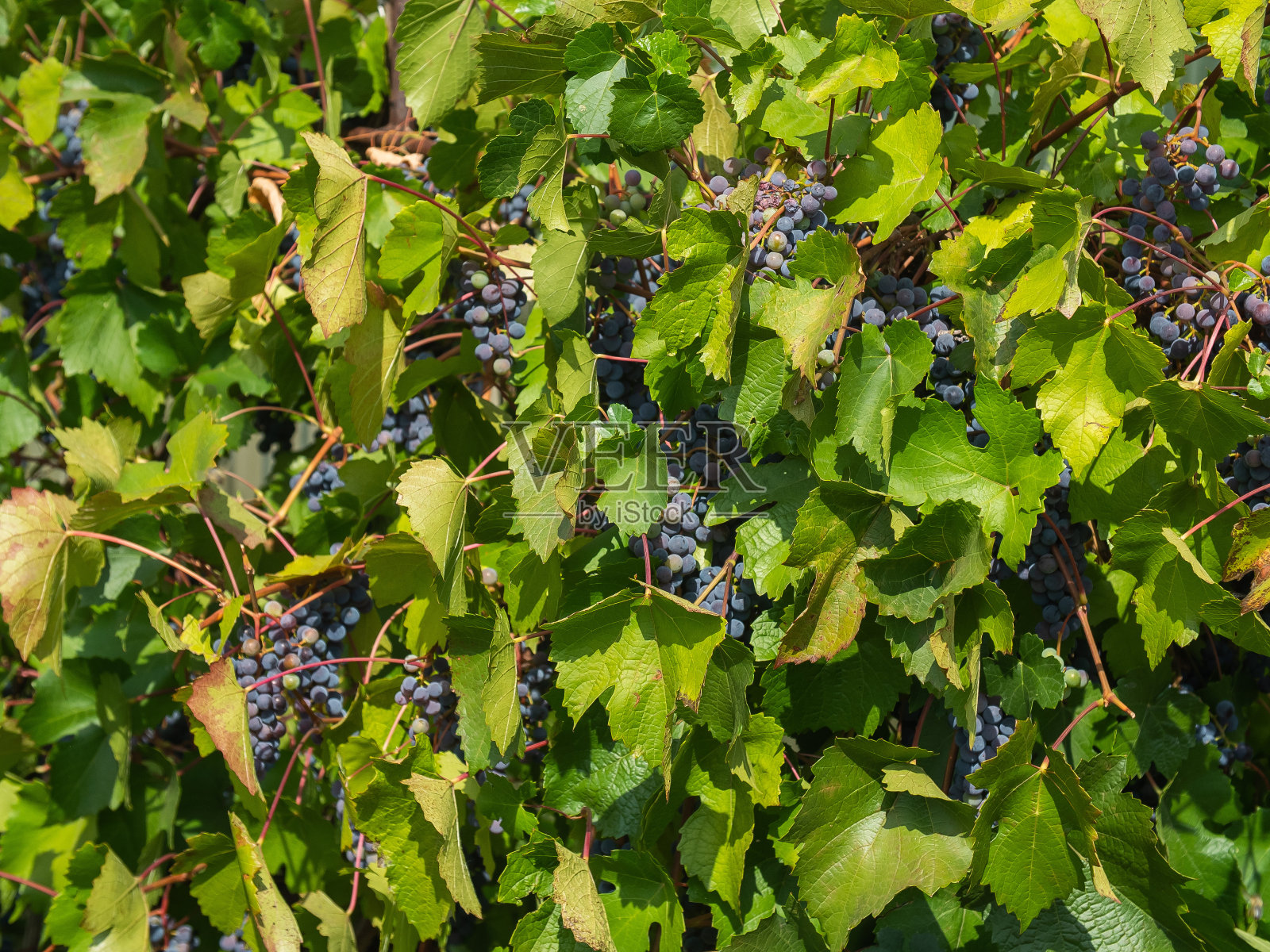 收获前的一串串成熟的葡萄——小葡萄照片摄影图片