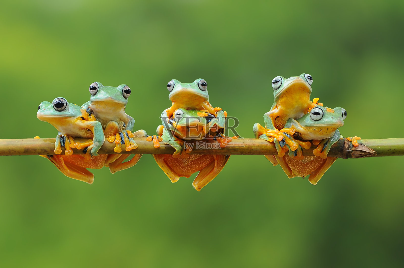 竹竿上的爪哇青蛙照片摄影图片