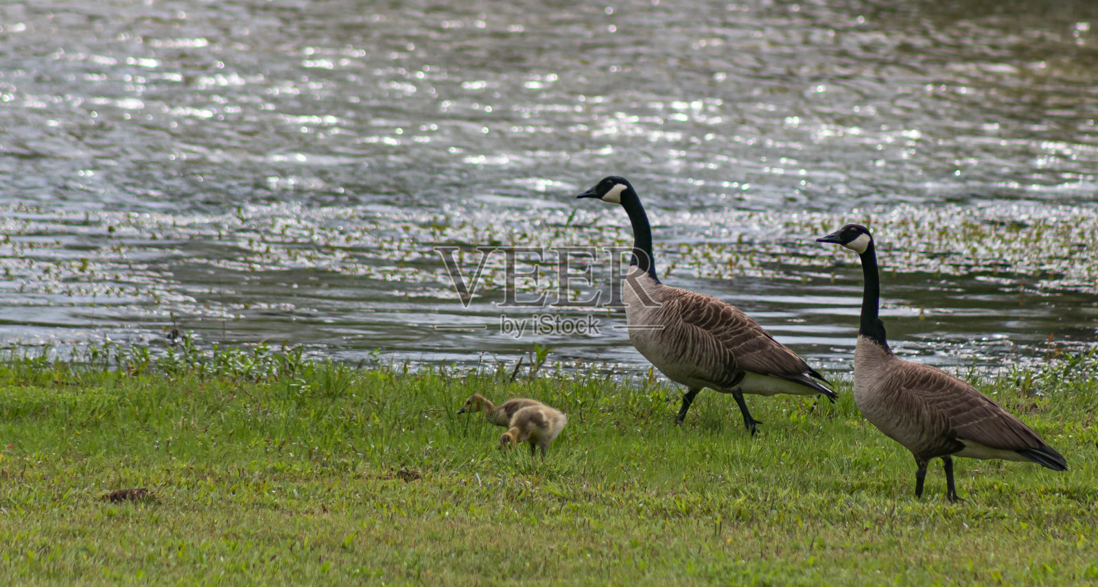 池塘边的一群鹅照片摄影图片