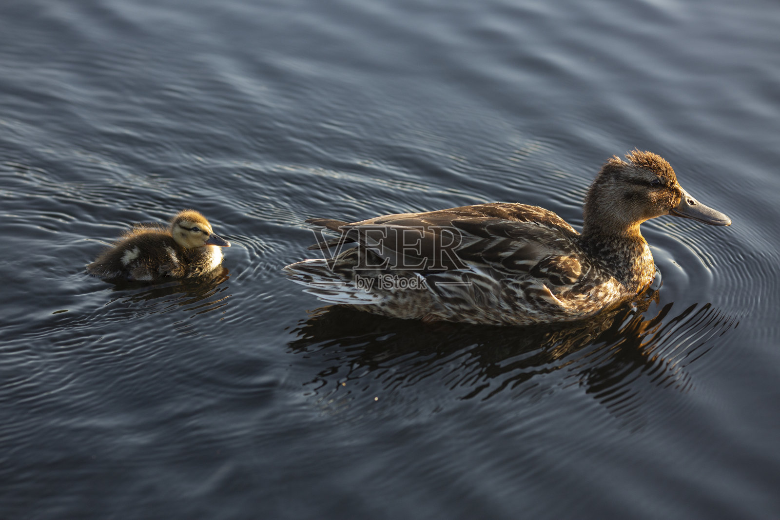 绿头鸭和小鸭子在池塘里照片摄影图片