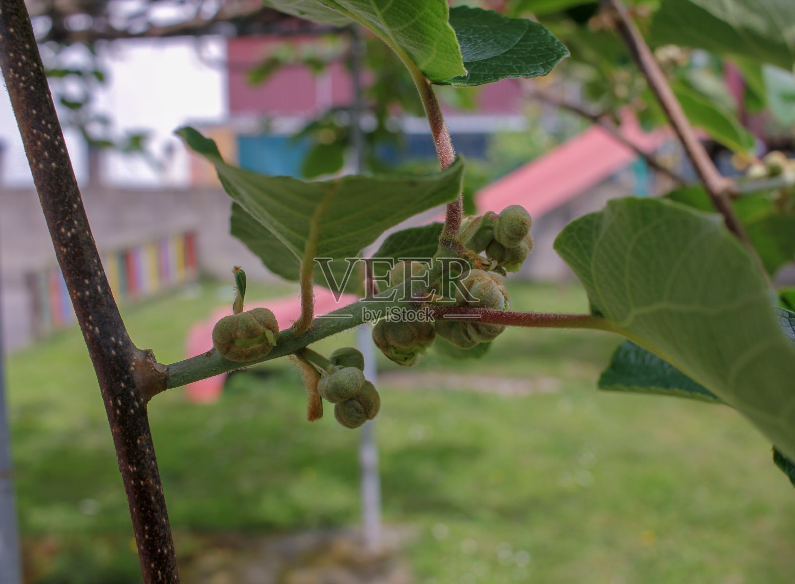 猕猴桃树的花开始发芽照片摄影图片