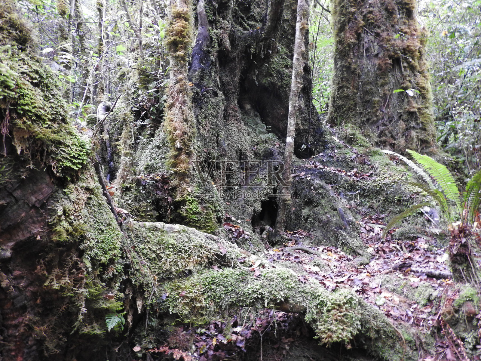 新西兰照片摄影图片